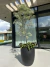 Pittosporum tenuifolium ´Silver Queen´ - comprar online