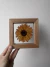 Cuadro botánico Gerbera en internet