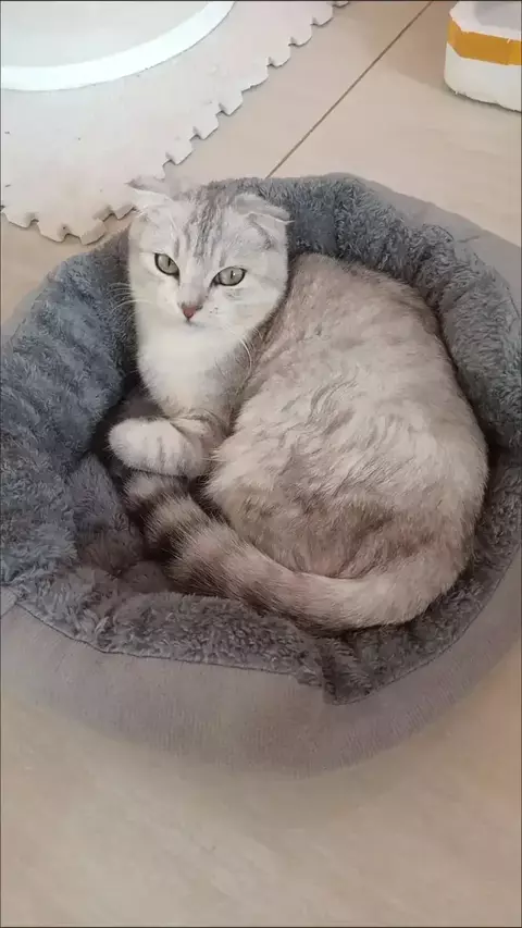 Caminha redonda para cachorro e gato - comprar online