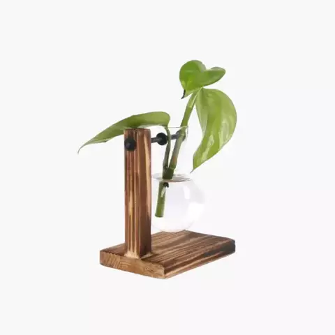 Terrário Hidropônico em Garrafa de Vidro