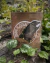 Imagen de Imán Fauna y FLora 10x10 Monitos Vole