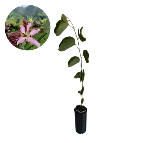 Muda – Abafé Roxa / Pata de Vaca Roxa