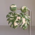 Monstera en internet