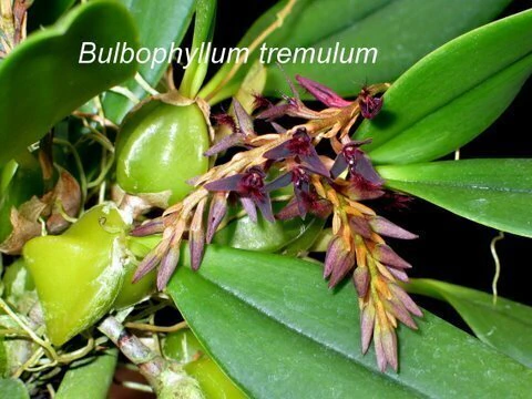 Bulbophyllum tremulum
