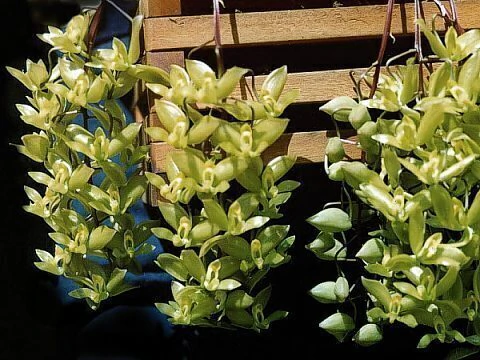 Cirrhaea fuscolutea