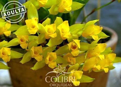 Lycaste aromatica
