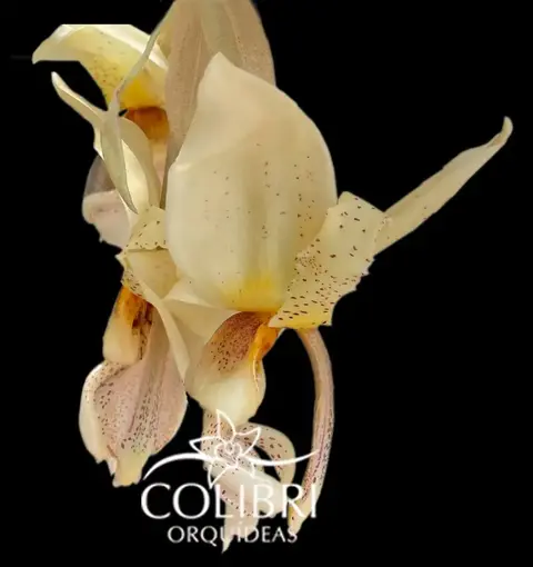 Stanhopea × wolteriana