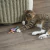 Catstages Rueda Masticable Dental Para Gatos - tienda online