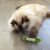 Catstages Masticable Para Gatos Salud Y Aliento Fresco - CRYSTAL Pet Lovers