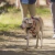 Arnes Halti X-small Perro Mini en internet
