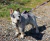 Arnes Halti Small Perro Pequeño - CRYSTAL Pet Lovers