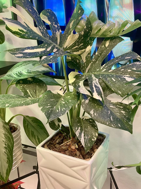 Monstera Thai Constellation en maceta de cerámica - comprar online