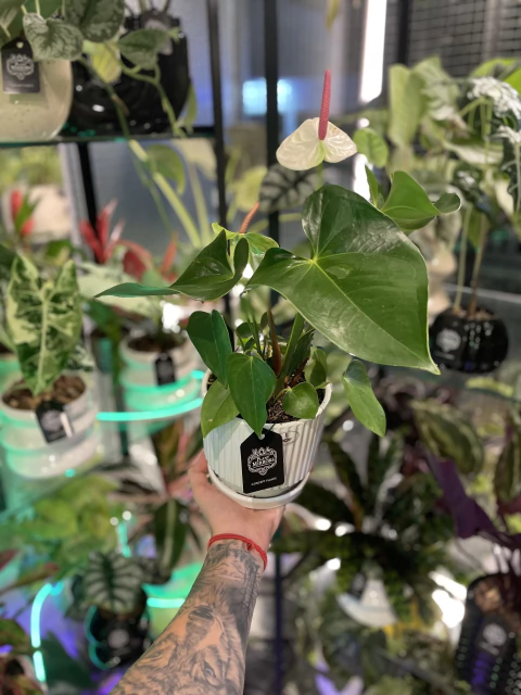 Anthurium Blanco en maceta de cerámica