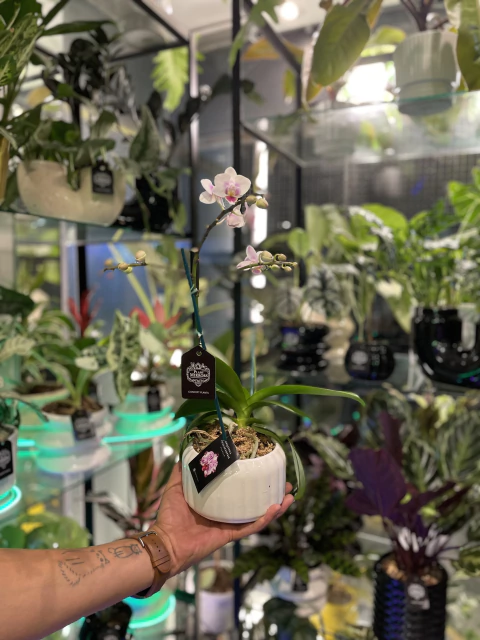 Phalaenopsis en maceta Rueda
