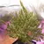 Auto Mazar x3 – Dutch Passion. - Trico Seeds