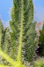Runtz XL Auto® X4 - Sweet Seeds - comprar online