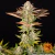 Jealousy x5 - Barneys Farm - Trico Seeds