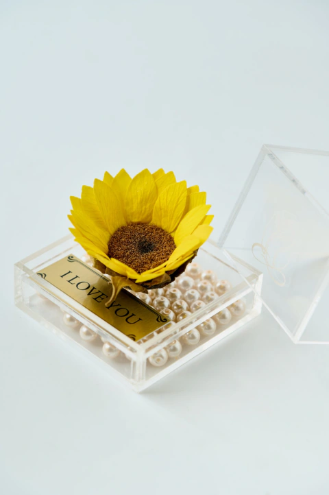 Girasol en cubo