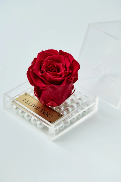 Rosa en cubo