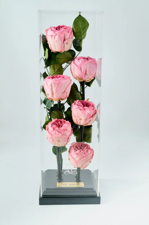 Torre 6 Peonias