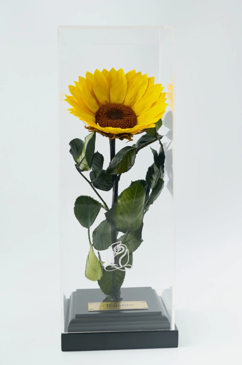 Girasol