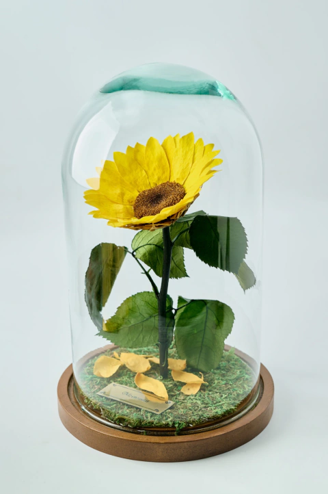 Girasoles Cúpula Cristal GDE