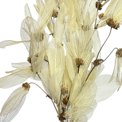 Flor Libélula Esqueletizada Alvejada Para Arranjos e Decorações - comprar online