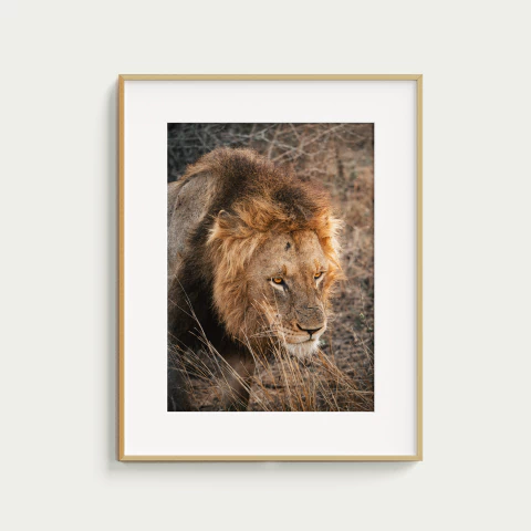 LEO - comprar online