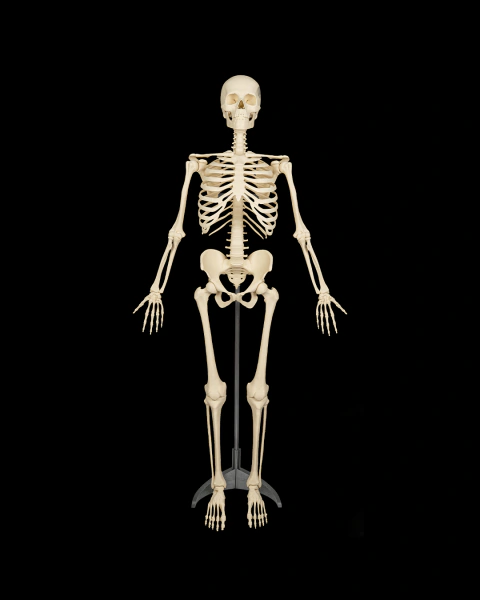 O ESQUELETO HUMANO