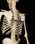 Imagem do O ESQUELETO HUMANO