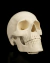 O ESQUELETO HUMANO - comprar online
