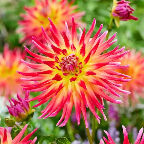 Tubérculo de Dahlia 'Electric Flash' - comprar online