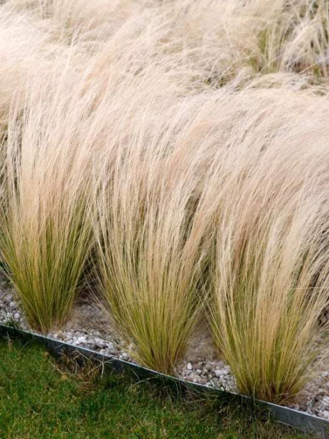 Stipa - comprar online