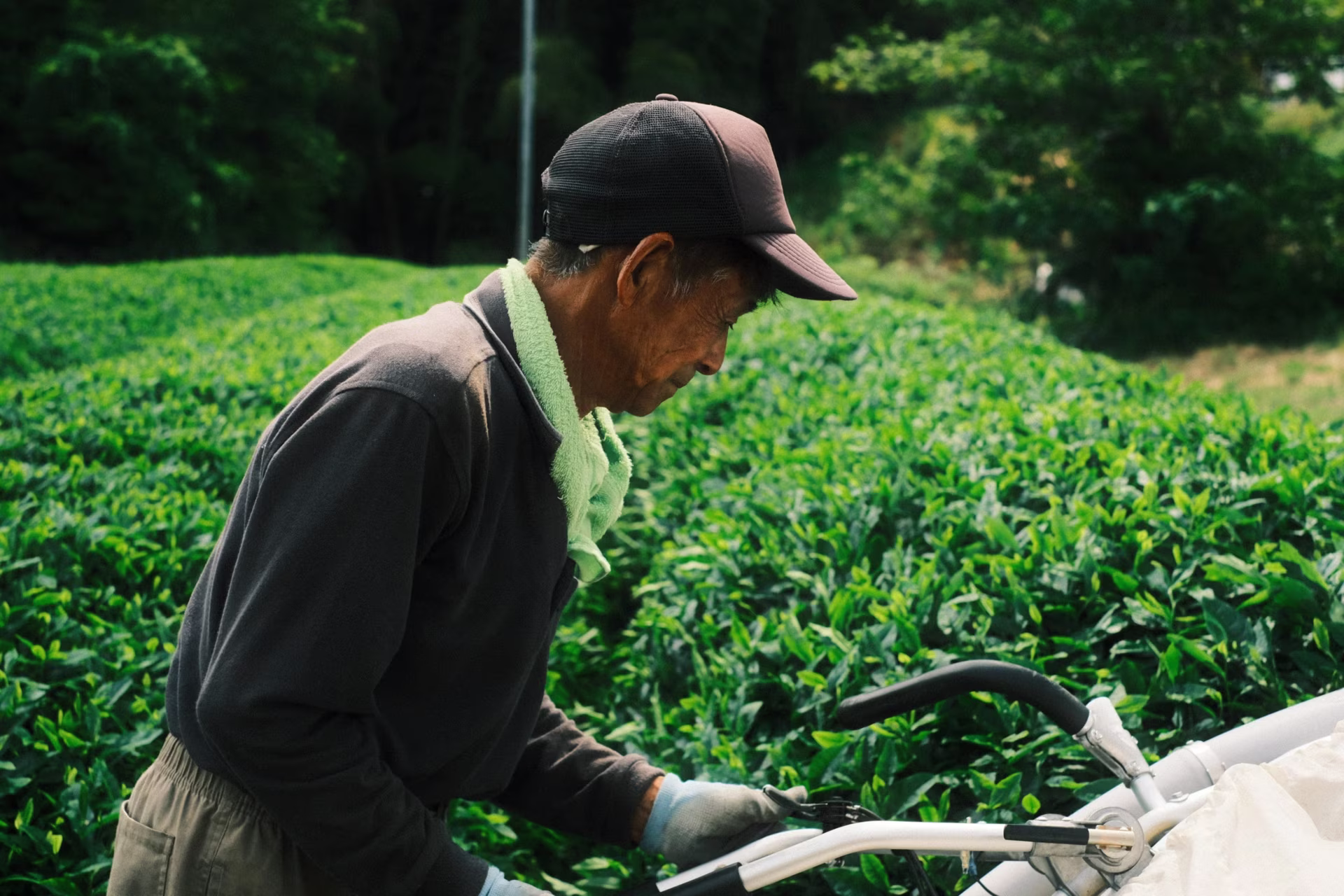 Cultivo de matcha en Wazuka