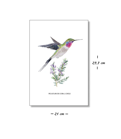 Acuarela Picaflor de Cora A4
