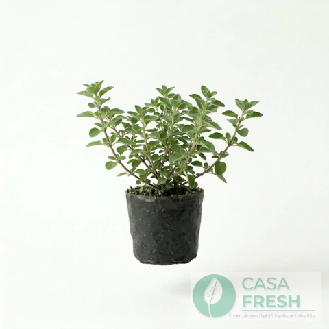 PLANTIN DE ORÉGANO - comprar online