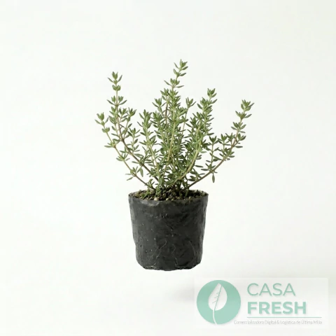 PLANTIN DE TOMILLO - comprar online