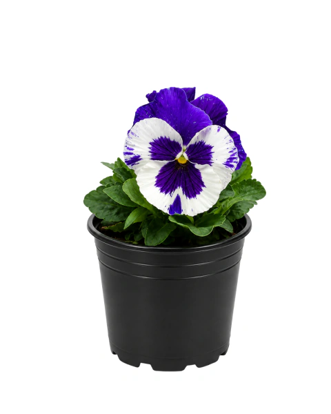 Plantines Pensamiento Cajón x15 Unidades M10 | Flores Resistentes al Frío