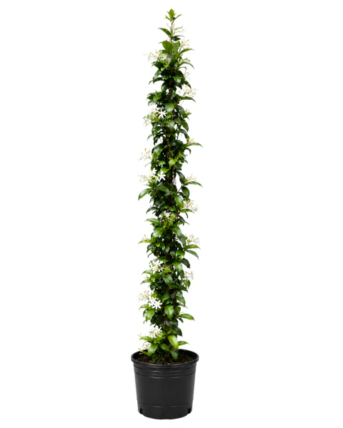 Jazmín de Leche Envase 3 | Trepadora de Flor Perfumada