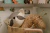Animal de Parede em Tecido - Cabeça GUAXINIM - AFETIVA INFANTIL - Loja Dino Bailarino