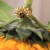 Anel Florescer Olho de tigre/ Howlita amarela - comprar online