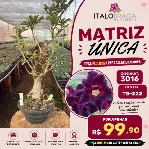 Matriz 5 Anos Rosa do Deserto M-3016 Única exclusiva a Venda - comprar online