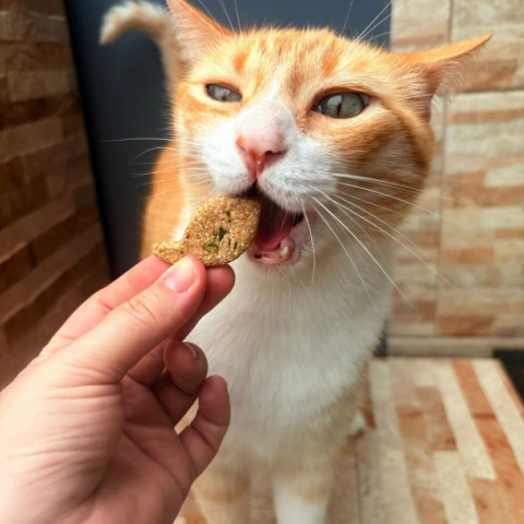 Biscoito de Atum e Salsinha 80g - Peixisco Para Pets Sensíveis - comprar online
