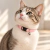 COLLAR ANTIAHORQUE GATO - comprar online