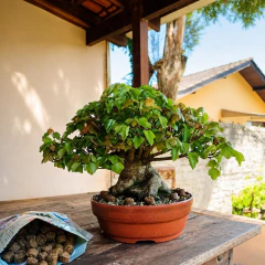 Maruta Tamahi 500g – Fertilizante Orgânico Japonês para Bonsai na internet