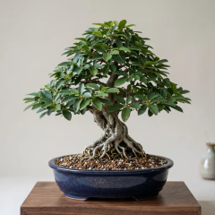 Substrato Japonês Premium para Bonsai Ficus 2L - Solluna Vitrine