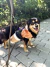 Porta Saco de fezes para cachorro formato cafe na internet