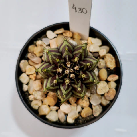 Gymnocalycium Mihanovichii Daydream