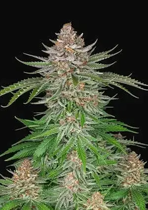 FAST BUDS STRAWBERRY PIE AUTO 3UDS