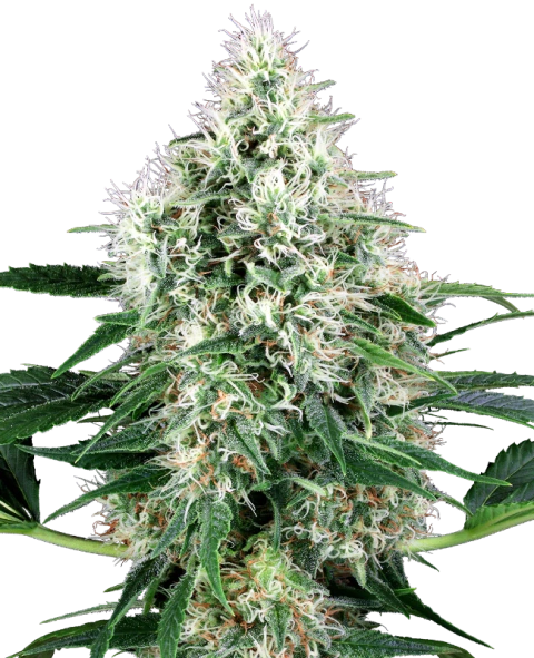 WHITE LABEL PURE POWER PLANT AUTO 3+1UDS
